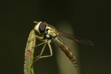 Fly on grass blades