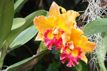 oranges orchid beautiful in garden,Thai Orchid