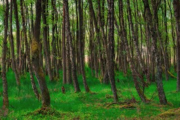 Birch forest in the summer
