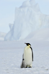 Emperor Penguins with chick