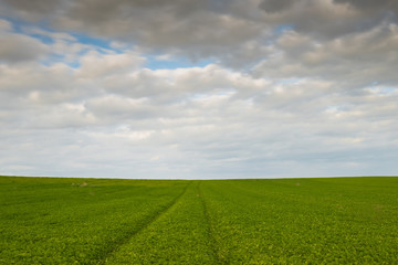Green field and cloudy sky