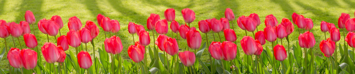 Pink tulips background.