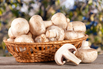 Champignon mushrooms in a wicker basket on wooden table with blurry garden background