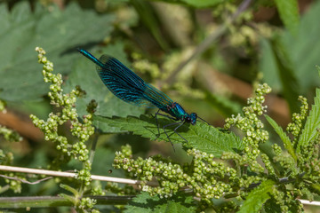 Gebänderte Prachtlibelle