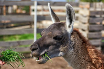 The llama chews the grass