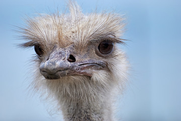 head of the ostrich on sky background