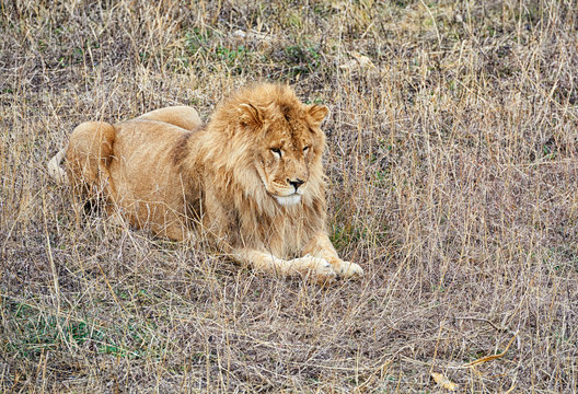 lion in the prerie