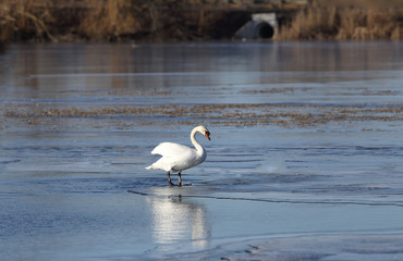 The mute swan stands at the very edge of the ice ...
