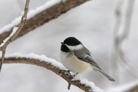 m&eacute;sange &agrave; t&ecirc;te noire