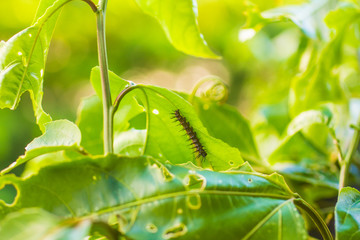 Caterpillar over a Leaves