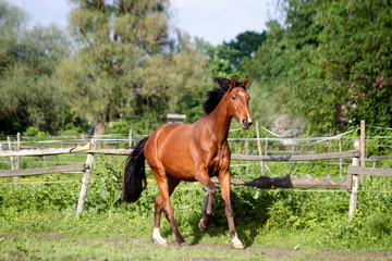 Brown horse running home in the summer day