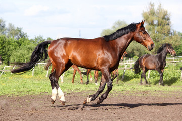 Brown horse running home in the summer day