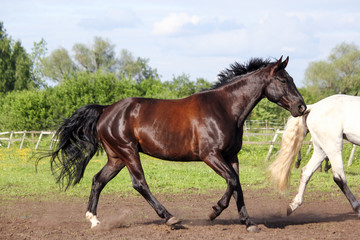 Fototapeta na wymiar Brown horse running home in the summer day