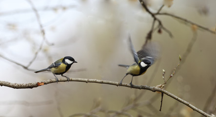 Fototapeta premium The mute swan stands at the very edge of the ice ...