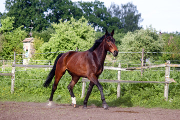 Brown horse running home in the summer day