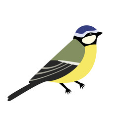 Titmouse color on white background
