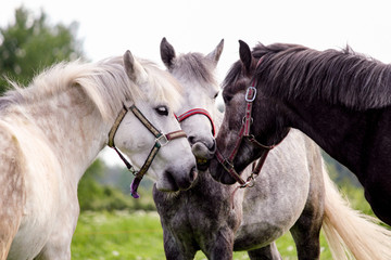 Three gray ponys standing near