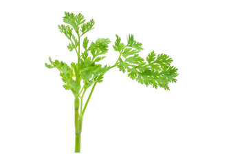 coriander leaf isolated on white background