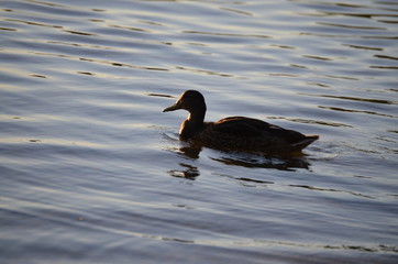 Ente auf dem See