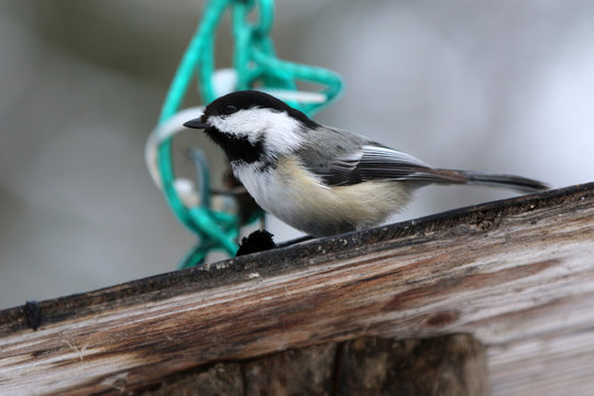 m&eacute;sange &agrave; t&ecirc;te noire