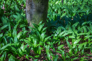 Heilkraut Bärlauch im Wald