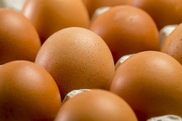 brown chicken eggs close-up in the tray