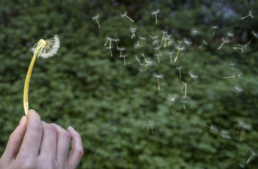 soffione con mano © Messina Mercurio M.