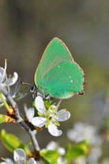 Callophrys rubi, Green Hairstreak butterfly - Lycaenidae family. Green butterfly collecting nectar on wild white flowers.