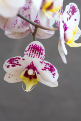 Phalaenopsis orchid; flower branch with buds
