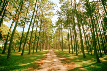 Pine tree forest at spring sunny day. Pine tree road way tunnel background