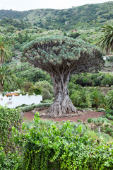 Fototapeta premium The Dragon tree. Dracaena draco tree is a natural symbol of the island Tenerife. Icon De Los Vinos town, Canary, Spain