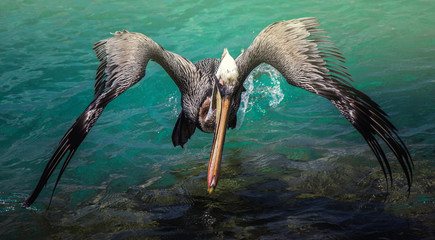 Flying Pelican 1