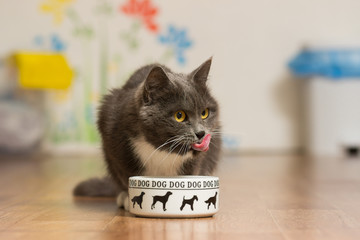 A gray cat eats from a dog's cup and licks his nose