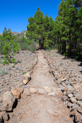 Fototapeta na wymiar Lined with stones hiking trail passing in coniferous forest among a pieces of lava. The road to the lunar landscape. Tenerife, Canary Islands. Spain