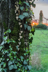 Obraz premium edera al tramonto