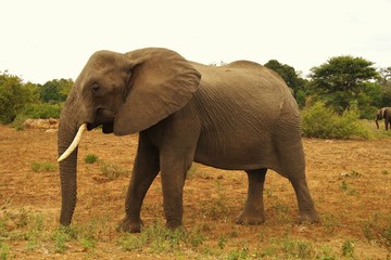 Fototapeta na wymiar Elefante africano
