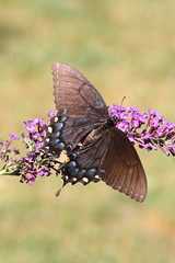 Female Tiger Swallowtail (papilio glaucas)