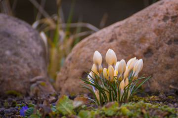 Crocus flower on the garden, early spring, beautiful flower, sunny day, white and yellow crocus flower, natural rock background.