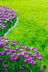 Tulips blooming flowers field, green grass lawn in beautiful spring garden. In the backlight warm...