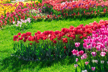 Tulips blooming flowers field, green grass lawn in beautiful spr