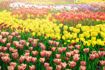 Tulips blooming flowers field, green grass lawn in beautiful spring garden. In the backlight warm sunbeam light. Springtime concept.