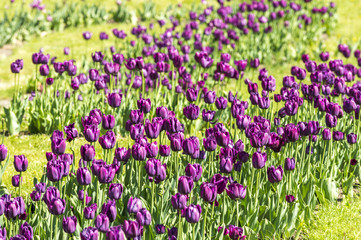 Fototapeta premium many flowering violet tulips on the flowerbed