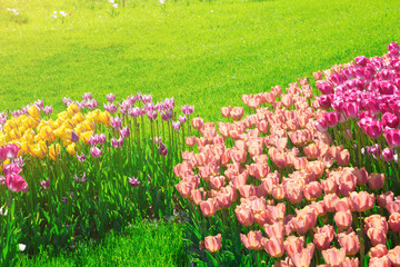 Tulips blooming flowers field, green grass lawn in beautiful spring garden. In the backlight warm...