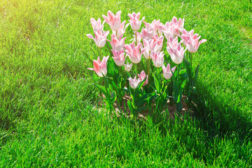 Tulips blooming flowers field, green grass lawn in beautiful spring garden. In the backlight warm...