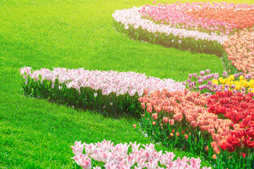 Tulips blooming flowers field, green grass lawn in beautiful spring garden. In the backlight warm...