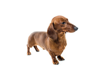 short red Dachshund Dog, hunting dog, isolated over white background
