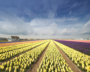 Dutch flowerfield