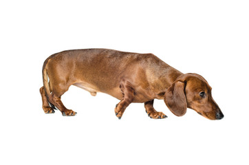 short red Dachshund Dog, hunting dog, isolated over white background