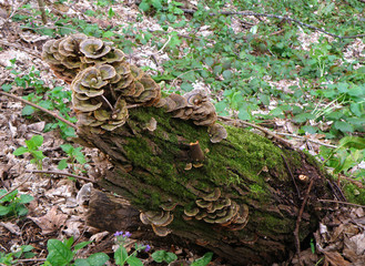 Flower shape wild mushrooms growing on the timber, Plitvice Lakes National Park, Croatia 