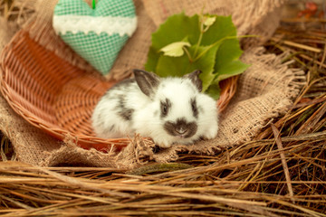 Cute rabbit bunny sitting in wicker bowl with green heart